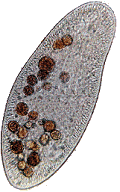 [Paramecium sp.]