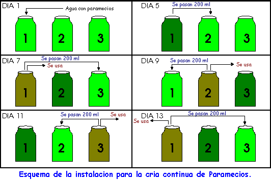 [Esquema para la cria de paramecios]