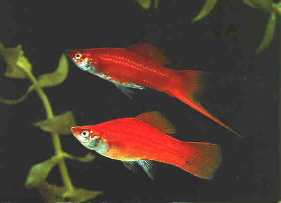 swordtail